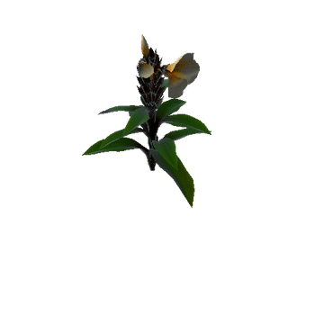 Flower cheilocostus speciosus3 1